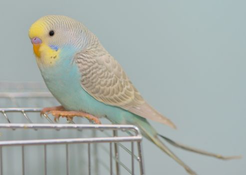 Details of Budgerigar parrot in his cage
