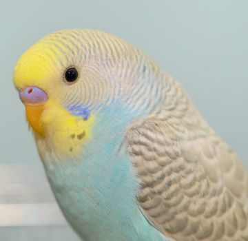 Details of Budgerigar parrot in his cage