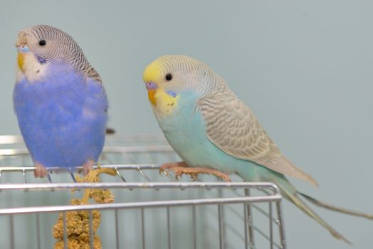 Details of Budgerigar parrot in his cage