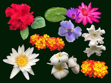 Collection of tropical flowers on black background.