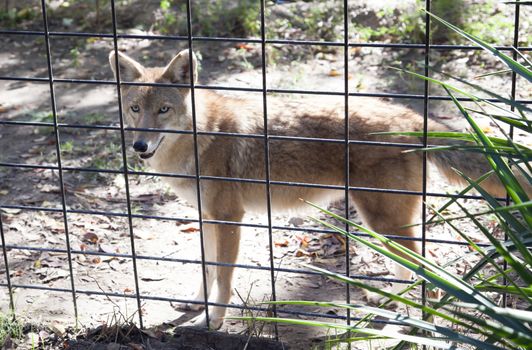 Close up of a red wolf in captivity