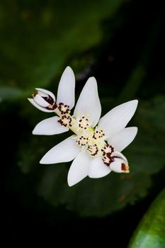 Aponoge ton distachyos, Common names: Waterblommetjie, Vleikos, Cape Pond Weed.