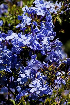 Cape Plumbago in flower (IMG 3101)