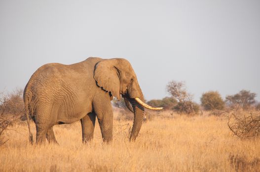 Single male African Elephant (Loxodonta africana) photographed in Kruger National Park, South Africa.