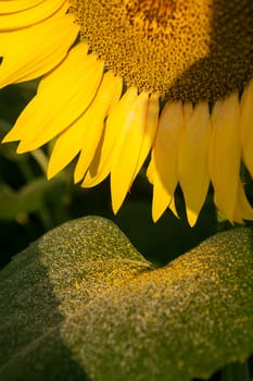 Detail of a sunflower with the dawn light