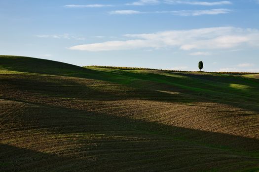 A lone tree in the hills of Val d'Orcia, Tuscany