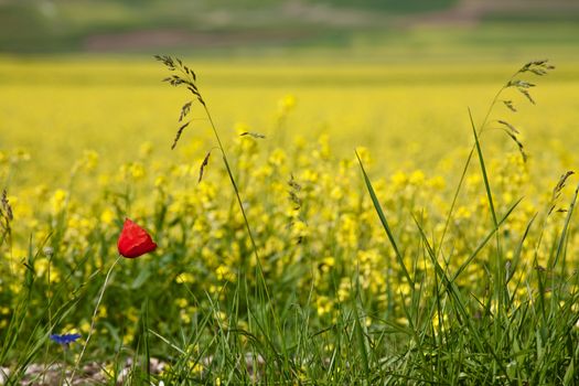 Red poppy in a yellow field in the Sibillini mountains, near Castelluccio
