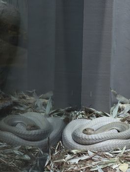 A captive coiled cobra in waiting for prey
