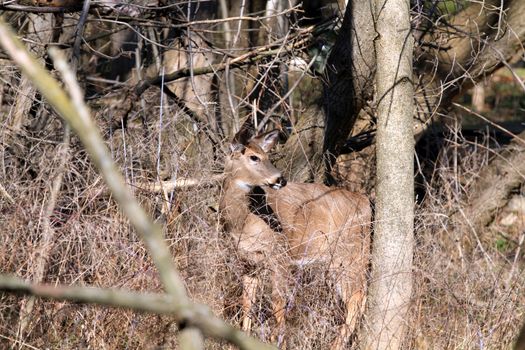 Whitetail Deer doe in wooded area in morning sun