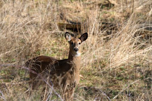 Whitetail Deer doe in wooded area in morning sun