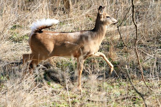 Whitetail Deer doe in wooded area in morning sun