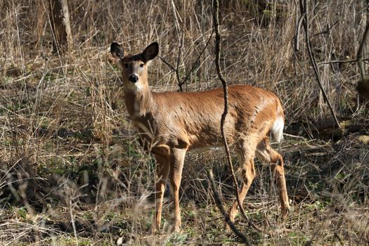 Whitetail Deer doe in wooded area in morning sun