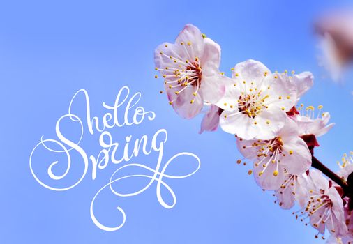 Spring flowers border and text Hello Spring. Calligraphy lettering.