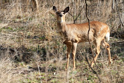 Whitetail Deer doe in wooded area in morning sun