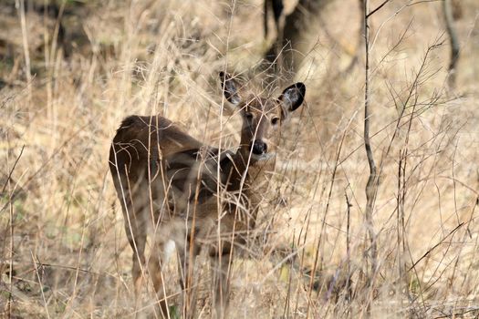 Whitetail Deer doe in wooded area in morning sun