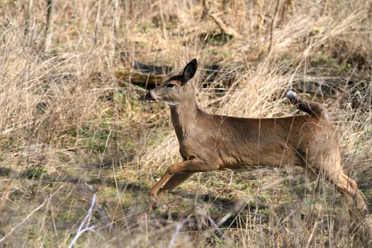 Whitetail Deer doe in wooded area in morning sun