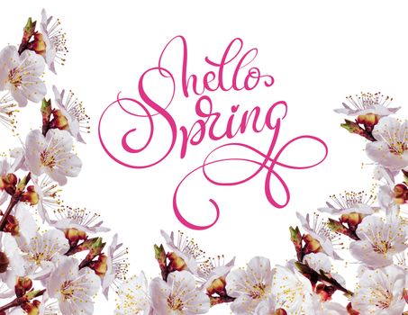 white spring flowers on a branch and text Hello Spring. Calligraphy lettering.