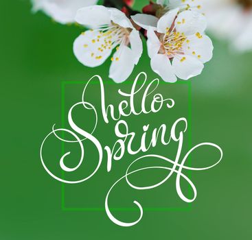 Beautiful branch of a blossoming tree close-up and text Hello Spring. Calligraphy lettering.