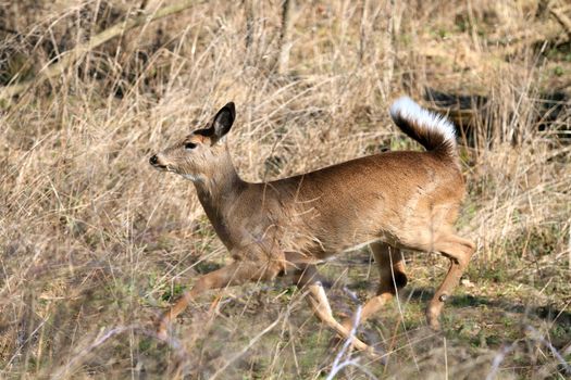 Whitetail Deer doe in wooded area in morning sun