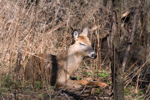 Whitetail Deer doe in wooded area in morning sun