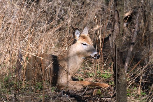 Whitetail Deer doe in wooded area in morning sun