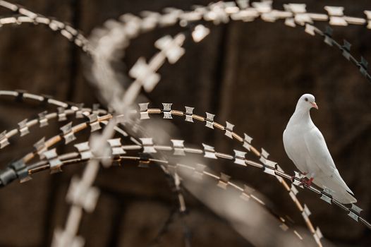 Close-up of a rusty metal razor fence wire with a white pigeon on it.
