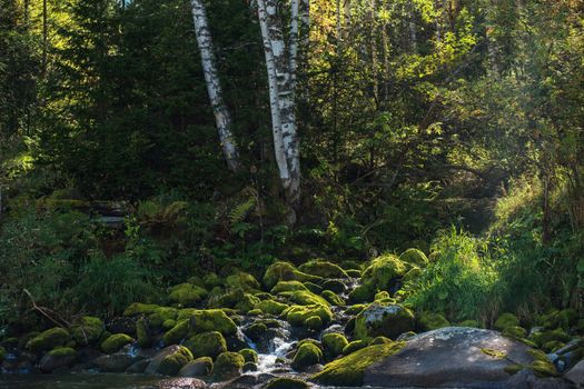 Fast mountain river with the purest water in Altay mountains, Siberia, Russia