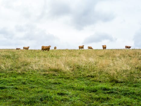 Several orange cows on the horizont looking towards the camera, green meadow with dry grass and cloudy sky, two horizontal halves, Czech republic, central Europe