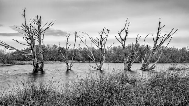 Black and white image of several dead trees flooded in water.