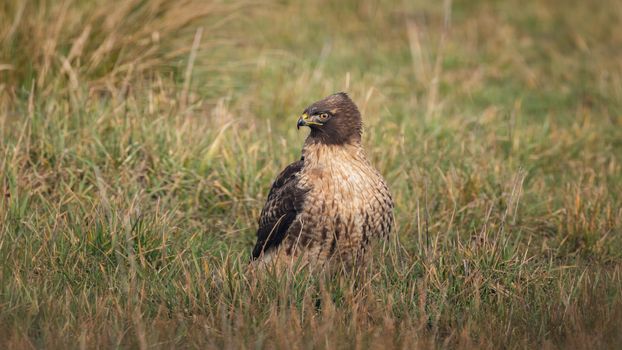 A wild hawk in nature sitting on grass.