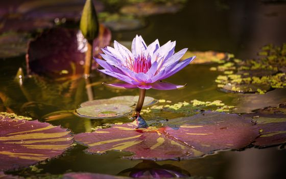 A beautiful water lilly growing in a pond. Color image.