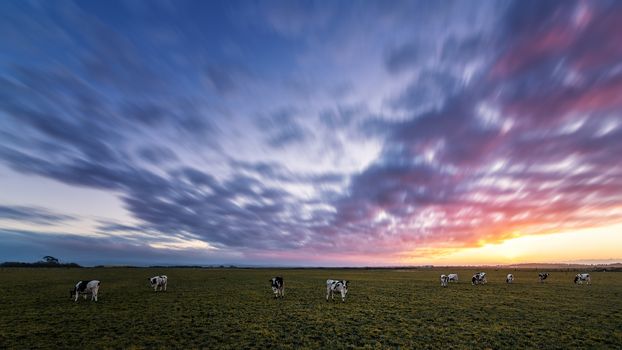 Sunset at the Farm, Color Image, Evening