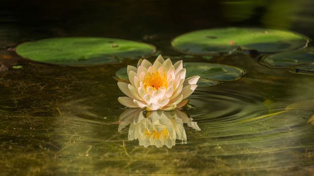 A beautiful water lilly growing in a pond. Color image.