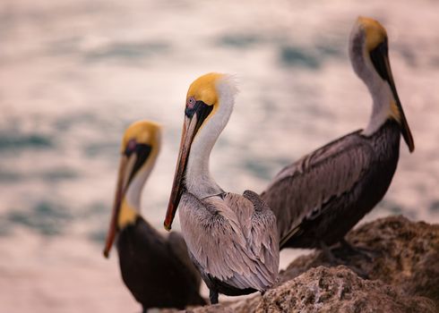 Three pelicans sitting on rocks near the ocean. Color Image, Florida, USA.