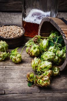 Wooden barrel with the autumn harvest of hop cones