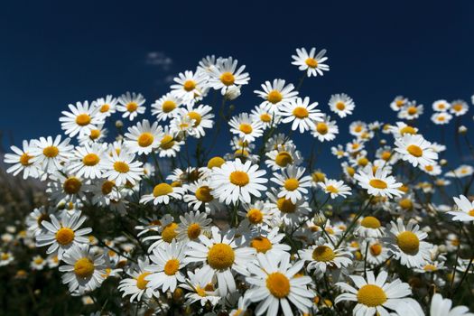 Camomiles close up on a background of blue sky, bright sunny day