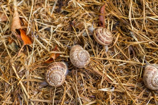 Garden snail crawling on the straw in the early morning