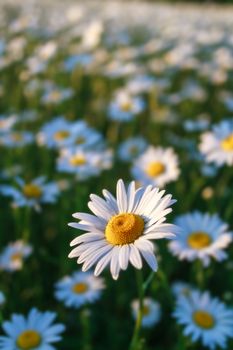 fresh wild daisies on a sunny day, close up, top view