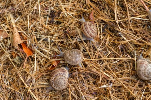 Garden snail crawling on the straw in the early morning