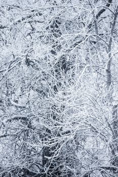 Winter landscape with snow-covered trees