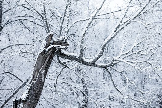 Winter landscape with snow-covered trees