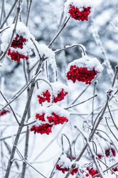 Viburnum on a branch covered with snow stock photo