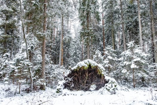 Pine forest in a winter day