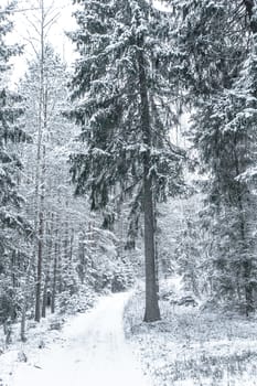 Wide path in a Pine forest in a winter day.