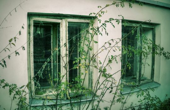 Wall with windows in abandoned spooky house overgrown with weeds and plants.