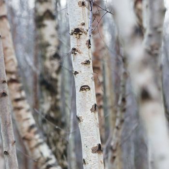 Birch trunk in nature, selective focus, winter