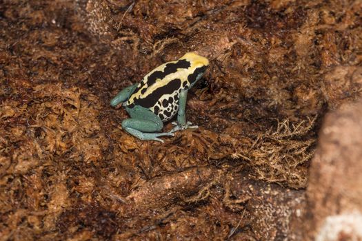 The dyer's frog, Latin name Dentrobates trinctorius belongs to the group of tree-climbers or arrow-poison-frogs.