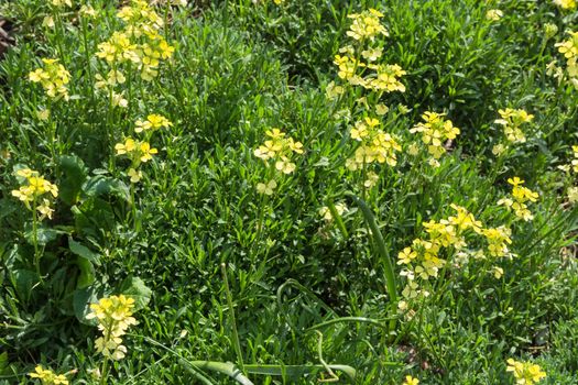 Buttercup flower, buttercup Ranunculus acris in a meadow on a summer day.