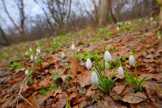 Snowdrops with dew drops  in forest