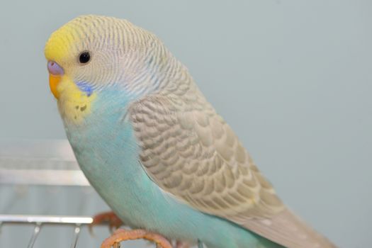 Details of Budgerigar parrot in his cage
